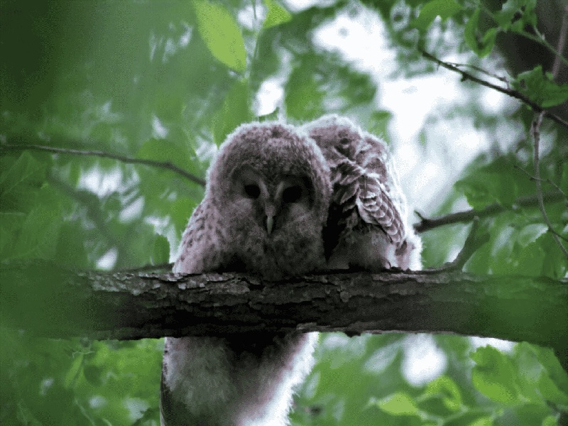 人工授精跟试管费用（tsh低试管婴儿）